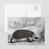 「ハリネズミ」 ポストカード (正面/裏面)