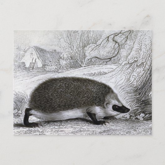 「ハリネズミ」 ポストカード (正面)
