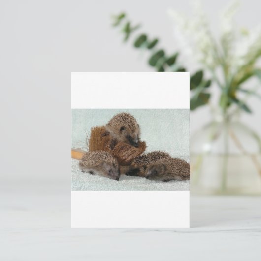 ハリネズミ ポストカード (スタンド正面)