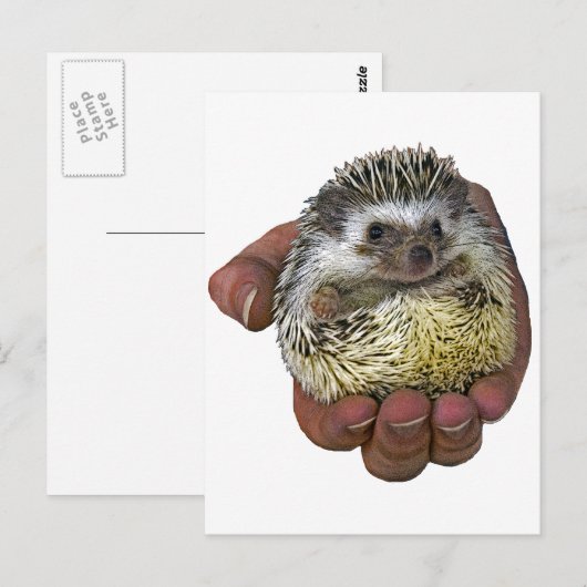 ハリネズミ ポストカード (正面/裏面)