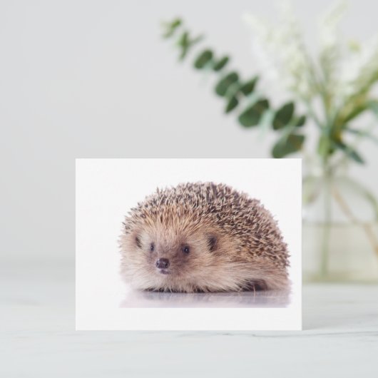 ハリネズミ ポストカード (スタンド正面)