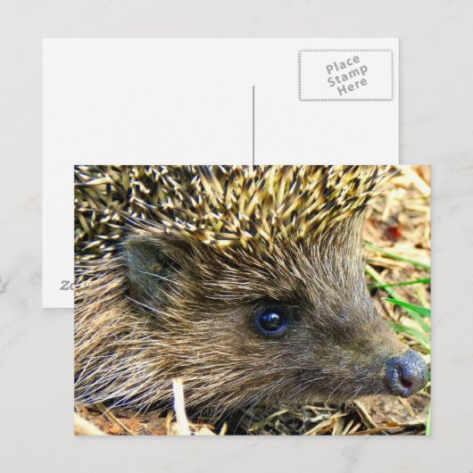 ハリネズミ ポストカード (正面/裏面)