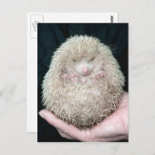 ハリネズミ ポストカード (正面/裏面)