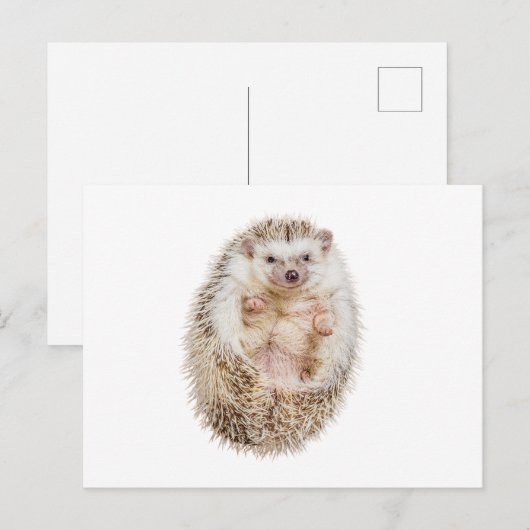 ハリネズミ ポストカード (正面/裏面)