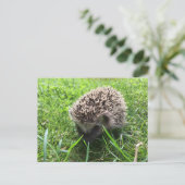 ハリネズミ ポストカード (スタンド正面)