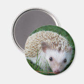 ハリネズミ マグネット (正面/裏面)