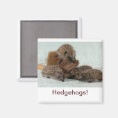 ハリネズミ マグネット (正面/裏面)