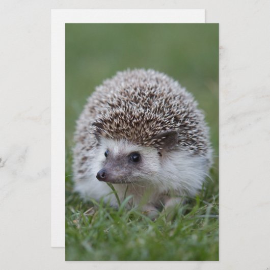 ハリネズミ 便箋 (正面/裏面)