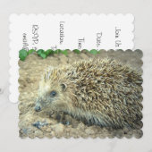 ハリネズミ 招待状 (正面/裏面)