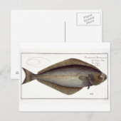 ハリバイ（ヒポグロサス胸膜）プレートXLVII fr ポストカード (正面/裏面)