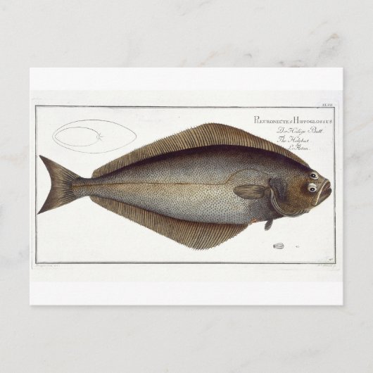 ハリバイ（ヒポグロサス胸膜）プレートXLVII fr ポストカード (正面)