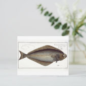 ハリバイ（ヒポグロサス胸膜）プレートXLVII fr ポストカード (スタンド正面)