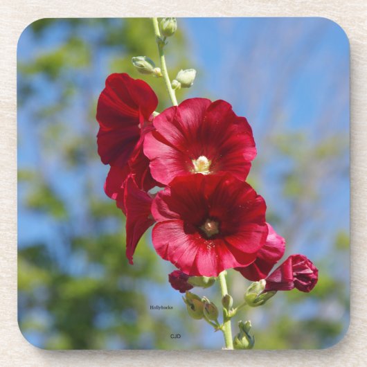 ハリヒラギの花のプラスチックコースター6個セット コースター (正面)