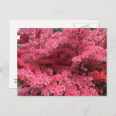 ハリファックスノバスコシアはがきのシャクナゲ ポストカード (正面/裏面)