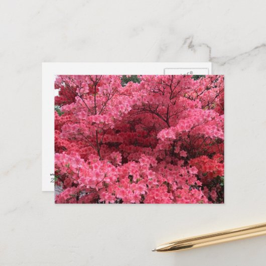 ハリファックスノバスコシアはがきのシャクナゲ ポストカード (正面/裏面インサイチュ)