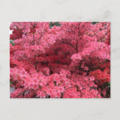 ハリファックスノバスコシアはがきのシャクナゲ ポストカード (正面)