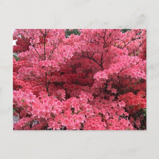 ハリファックスノバスコシアはがきのシャクナゲ ポストカード (正面)