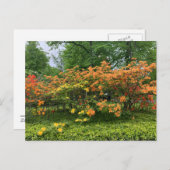 ハリファックスノバスコシア葉書の開花木 ポストカード (正面/裏面)