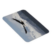 ハリファータス・ロイコセファルスの禿げたワシ マグネット (右側)