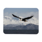 ハリファータス・ロイコセファルスの禿げたワシ マグネット (横)