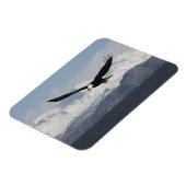 ハリファータス・ロイコセファルスの禿げたワシ マグネット (左側)