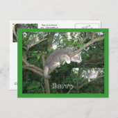 ハリーザキャット登山Aツリー ポストカード (正面/裏面)