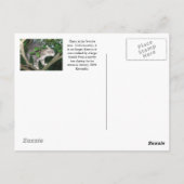 ハリーザキャット登山Aツリー ポストカード (裏面)