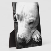 ハリーポッターの傷跡の犬の白いピットブル フォトプラーク (側面)