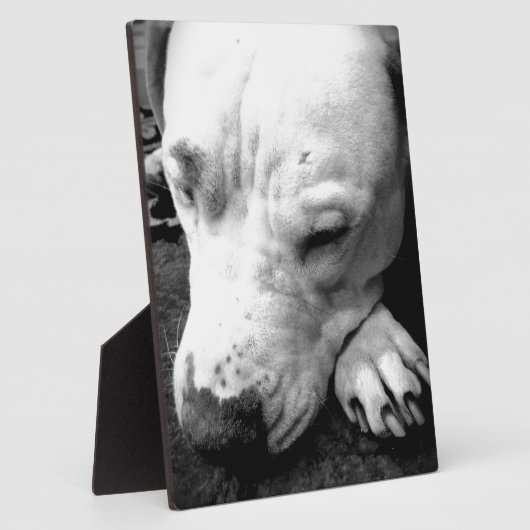 ハリーポッターの傷跡の犬の白いピットブル フォトプラーク (側面)