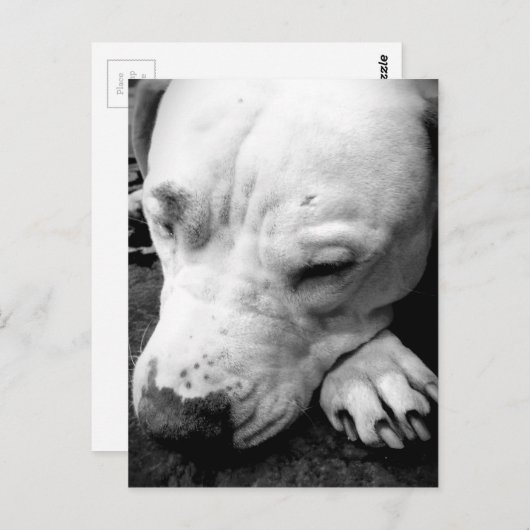 ハリーポッターの傷跡の犬の白いピットブル ポストカード (正面/裏面)