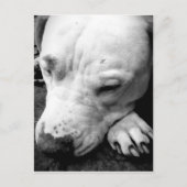 ハリーポッターの傷跡の犬の白いピットブル ポストカード (正面)