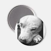 ハリーポッターの傷跡の犬の白いピットブル マグネット (正面/裏面)