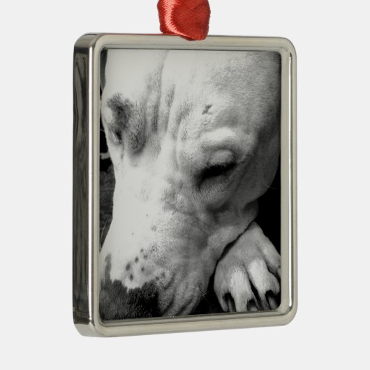 ハリーポッターの傷跡の犬の白いピットブル メタルオーナメント (右)