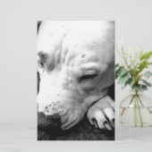 ハリーポッターの傷跡の犬の白いピットブル 便箋 (スタンド正面)