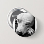 ハリーポッターの傷跡の犬の白いピットブル 缶バッジ (正面&裏面)