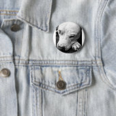 ハリーポッターの傷跡の犬の白いピットブル 缶バッジ (インサイチュ)