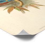 ハルシオンフスカホワイトスロートキングフィッシャー ポスター (角)