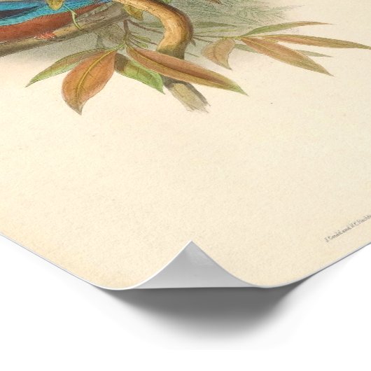 ハルシオンフスカホワイトスロートキングフィッシャー ポスター (角)