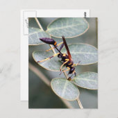 ハルネ写真のポストカード ポストカード (正面/裏面)