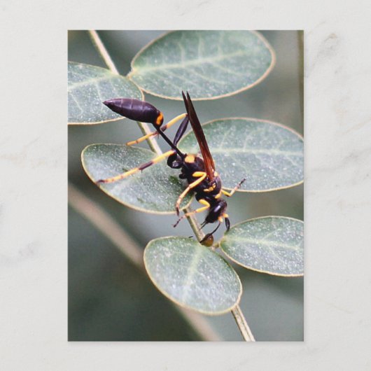 ハルネ写真のポストカード ポストカード (正面)