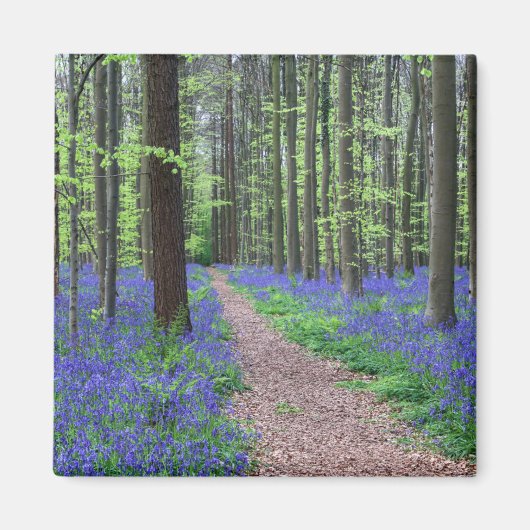 ハレの森 |ハレ(ベルギー) マグネット (正面)