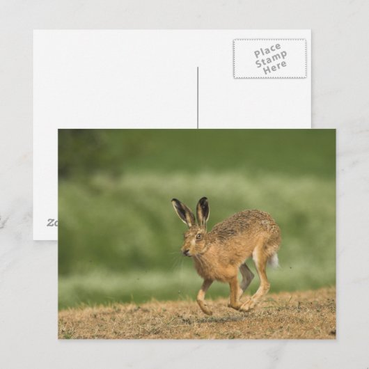 ハレはがき ポストカード (正面/裏面)