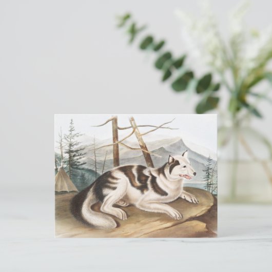 ハレインディアンドッグ(カニスファミリアリス)イラストレーション ポストカード (スタンド正面)