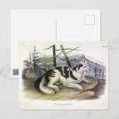 ハレインディアン犬(マッケンジー川犬) by Audubon ポストカード (正面/裏面)
