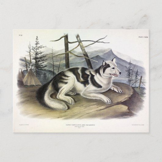 ハレインディアン犬(マッケンジー川犬) by Audubon ポストカード (正面)