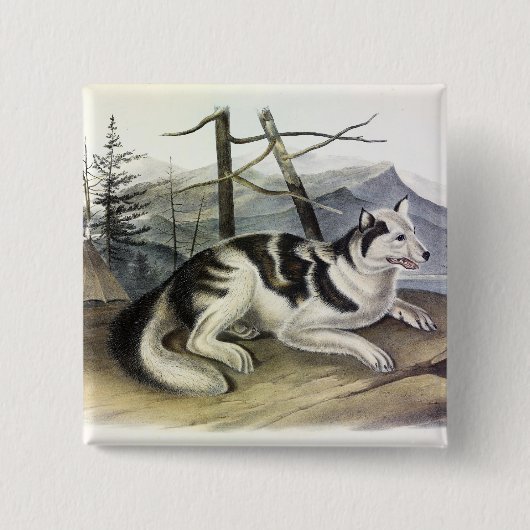 ハレインディアン犬(マッケンジー川犬) by Audubon 缶バッジ (正面)