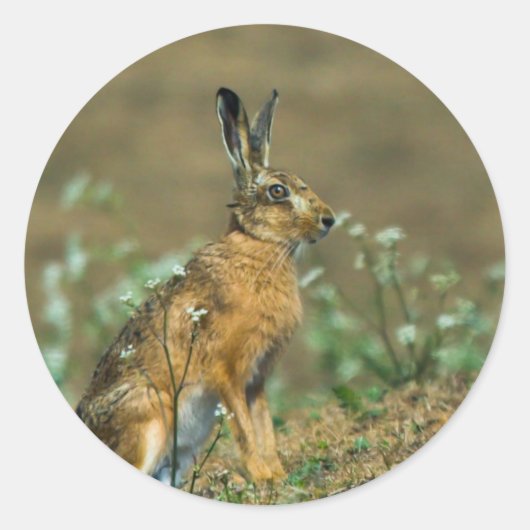 ハレスティッカー ラウンドシール (正面)