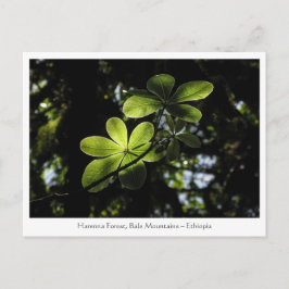 ハレンナフォレストエチオピア ポストカード