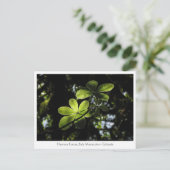 ハレンナフォレストエチオピア ポストカード (スタンド正面)