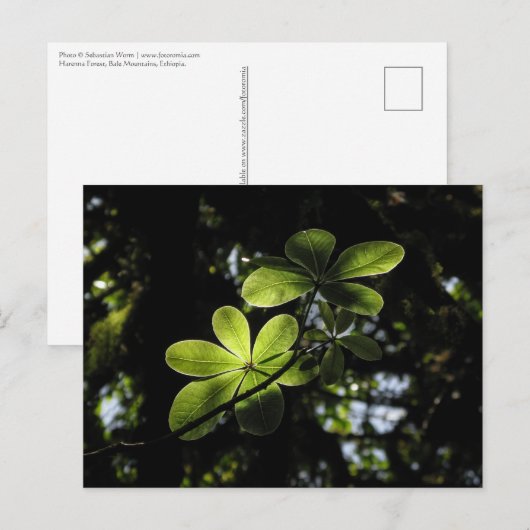 ハレンナフォレストエチオピア ポストカード (正面/裏面)